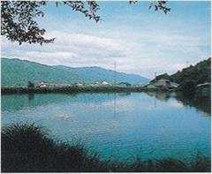 金川池の写真