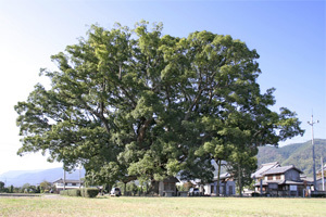 町の木であるクスの写真