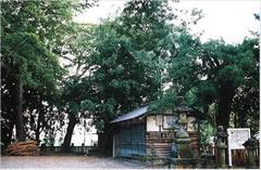 足代八幡神社ナギの林の写真
